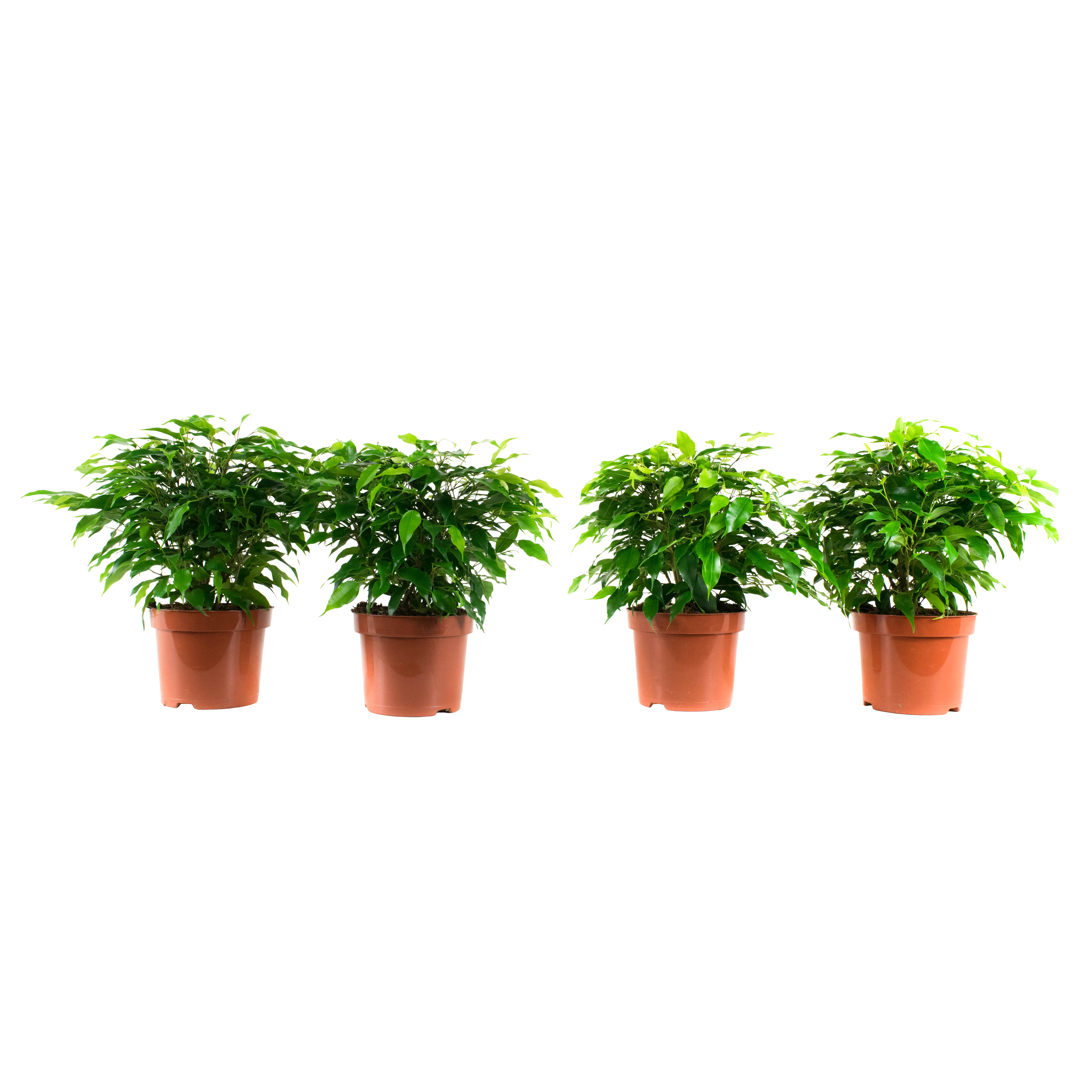 Dagaanbieding - Ficus Green Kinky, set van 4 stuks dagelijkse koopjes